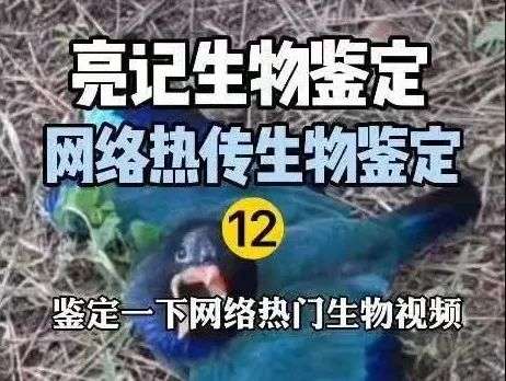 鉴定视频嘅视频，喺互联网上爆红