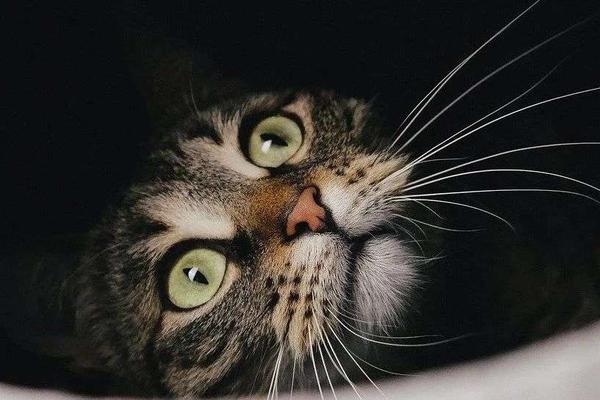 闲鱼正在悄悄放弃Flutter吗？