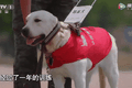带着导盲犬打车是一种什么体验？
