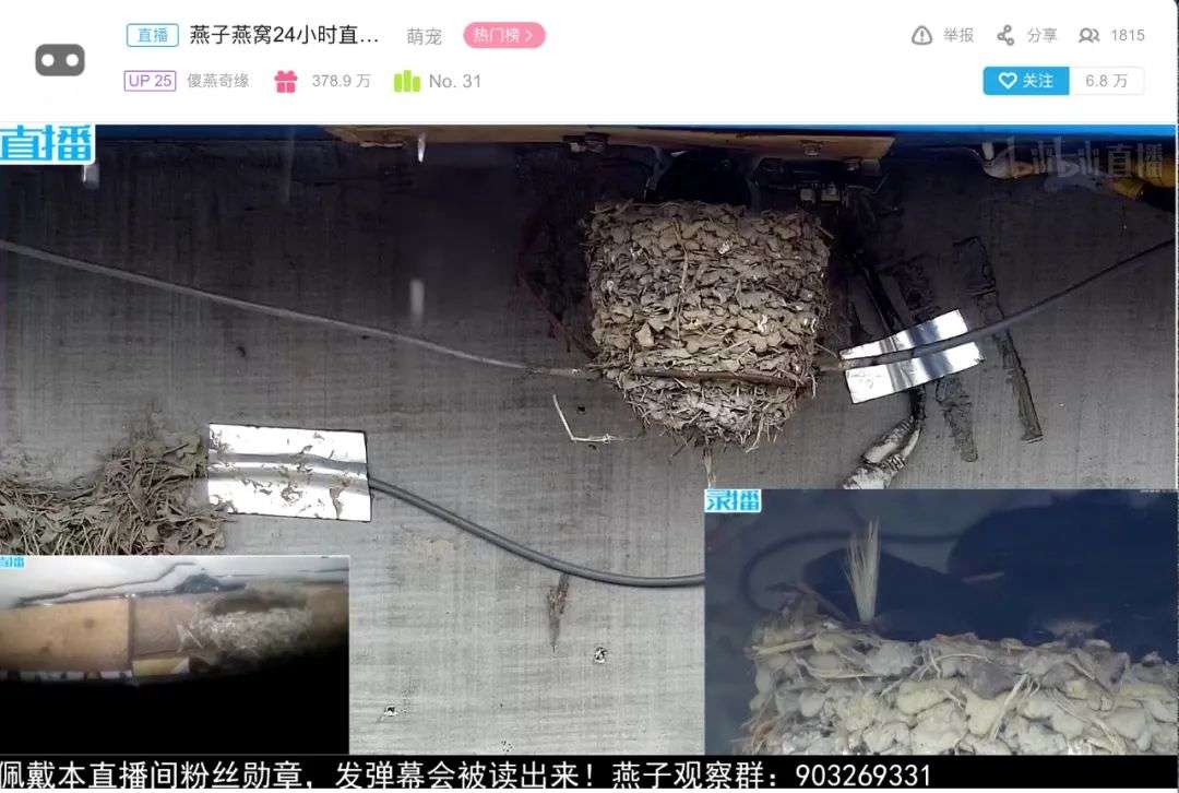 在视频网站直播学习一年涨粉50w，这是什么新财富密码？