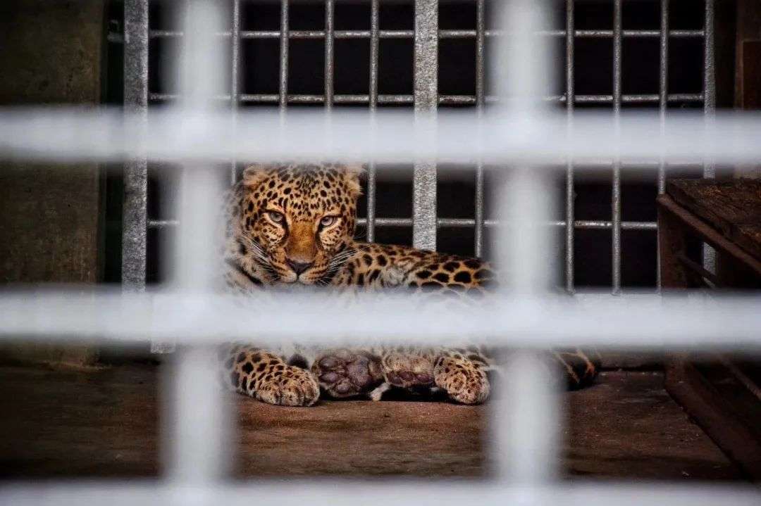 杭州第3只金钱豹仍未寻获 动物生意光鲜背后的暗影交织 详细解读 最新资讯 热点事件 36氪