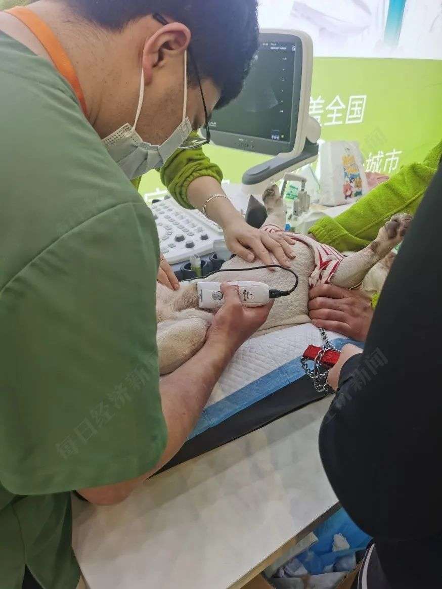 生病动辄花费上千，养宠物堪比养娃：给猫猫狗狗买保险，能拯救铲屎官们的钱包吗？