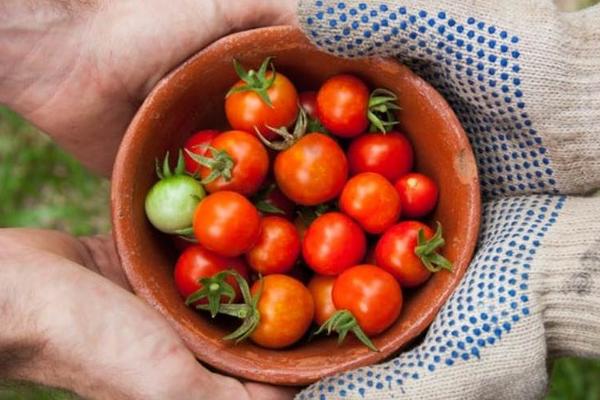 本地农产品采购数字化，美国初创公司Forager获400万美元融资