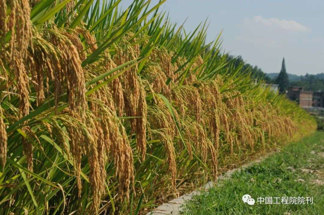 中国杂交水稻创新发展史