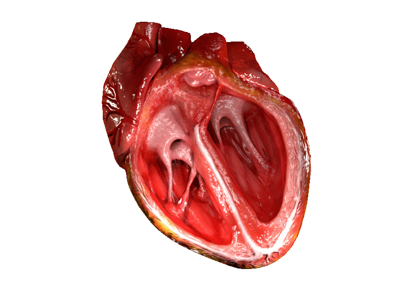 比芝麻还小的心脏每分钟跳动60到100次，《细胞》重磅：「mini 心脏」培育成功