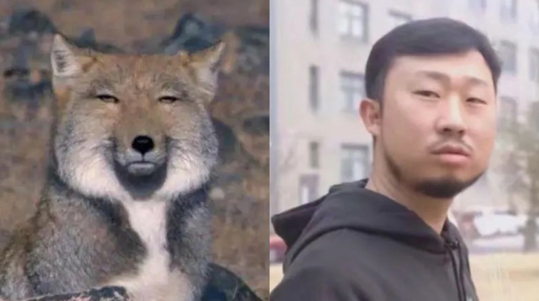 为什么全世界都在用藏狐表情包？