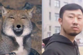 为什么全世界都在用藏狐表情包？