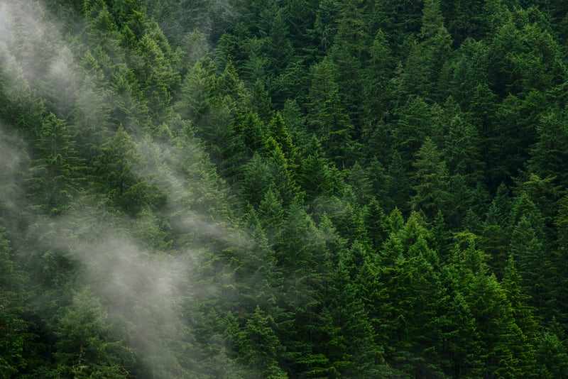 国外创投新闻 | 专注全球森林再种植，植被恢复技术公司Terraformation获3000万美元A轮融资