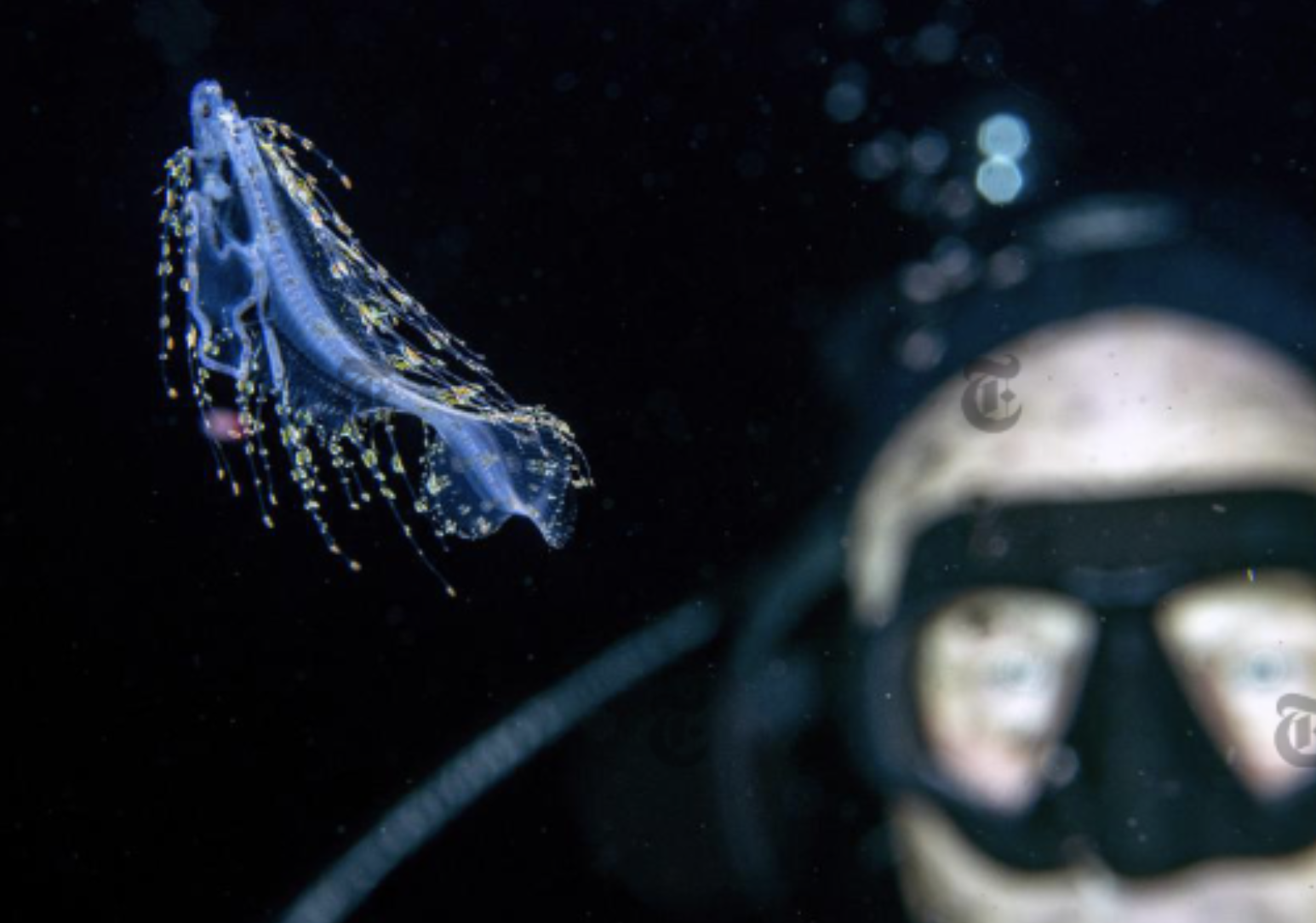 “黑水摄影师”：在最深的海底，拍最美的照片