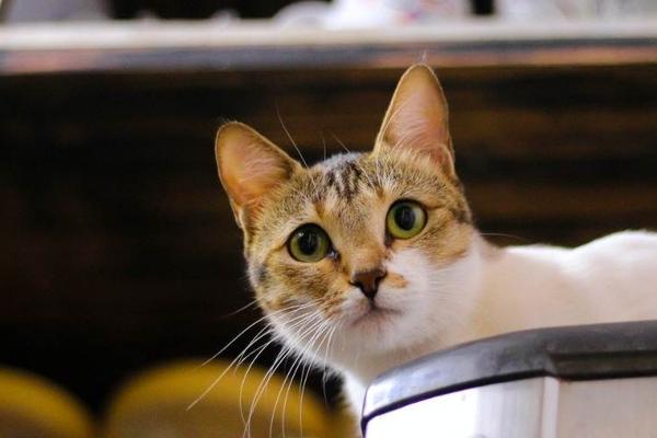 别说孩子，我连只猫都快养不起了