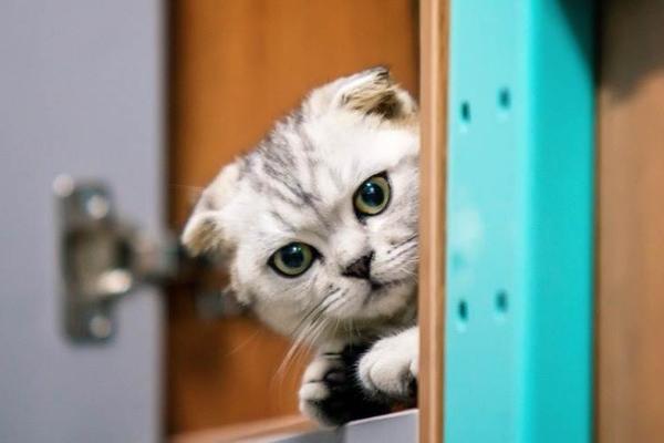 猫屎“铲”出千亿生意，智能硬件解锁新财富密码｜宠物新观察