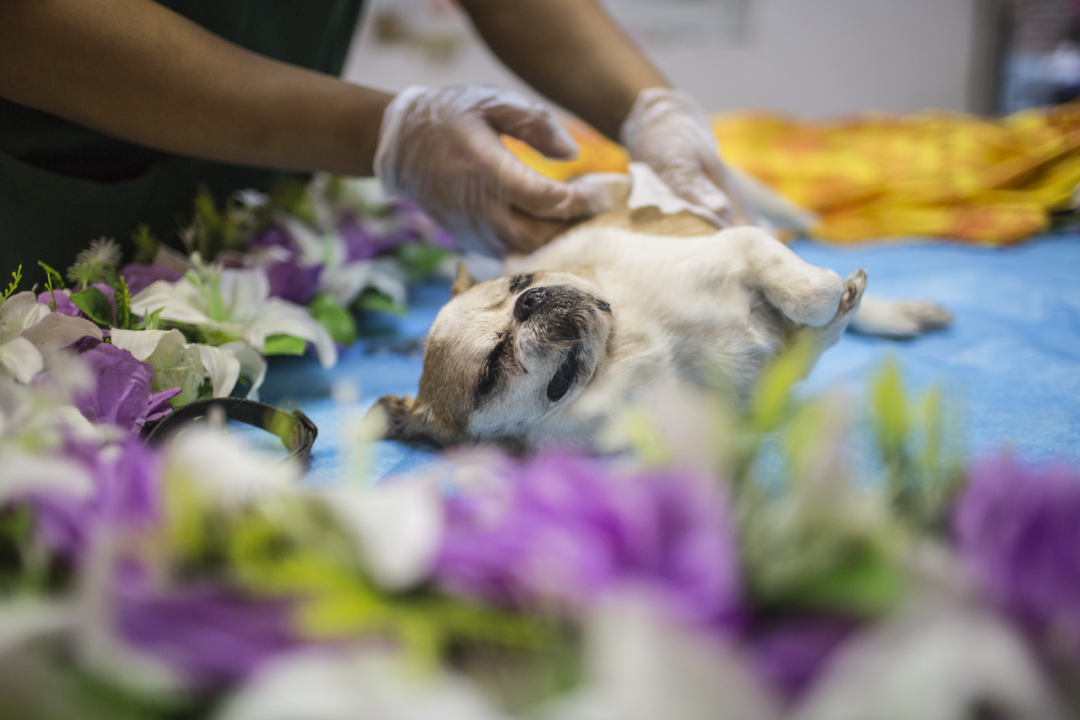 隱秘的寵物殯葬貓貓狗狗們的死亡價碼