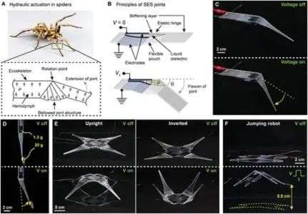 弹跳超自身10倍，受蜘蛛启发的机器人关节驱动器可用于快速驱动柔软关节