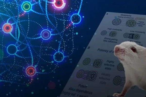 华人科学家Cell文章揭秘：你为什么能对某些人的手机号码过目不忘？
