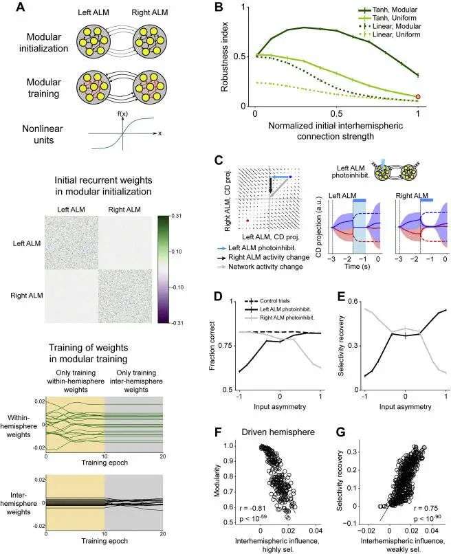 华人科学家Cell文章揭秘：你为什么能对某些人的手机号码过目不忘？