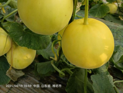 “深喉”发声，复盘社区团购败局之路