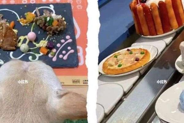 「非人类」餐厅来了，宠物创业的赛道更多了？