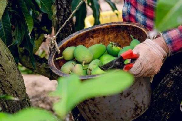 水果「盲盒」，只有惊喜