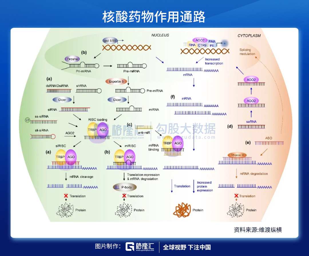 从生命的本质治疗疾病——核酸药物空间有多广？