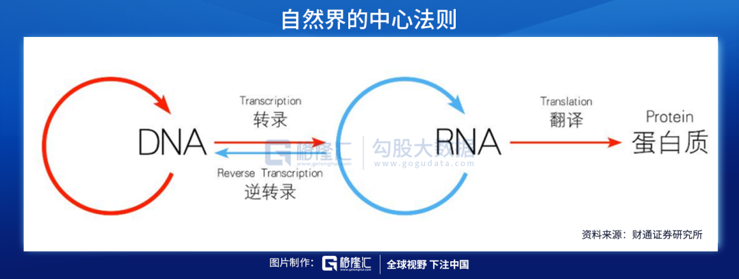 从生命的本质治疗疾病——核酸药物空间有多广？