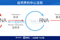 从生命的本质治疗疾病——核酸药物空间有多广？