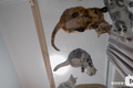 网上卖萌的猫猫狗狗，能给自己赚到鱼干狗粮吗？