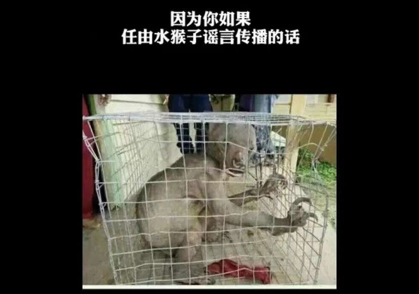 水猴子拉人下水 懒猫图片