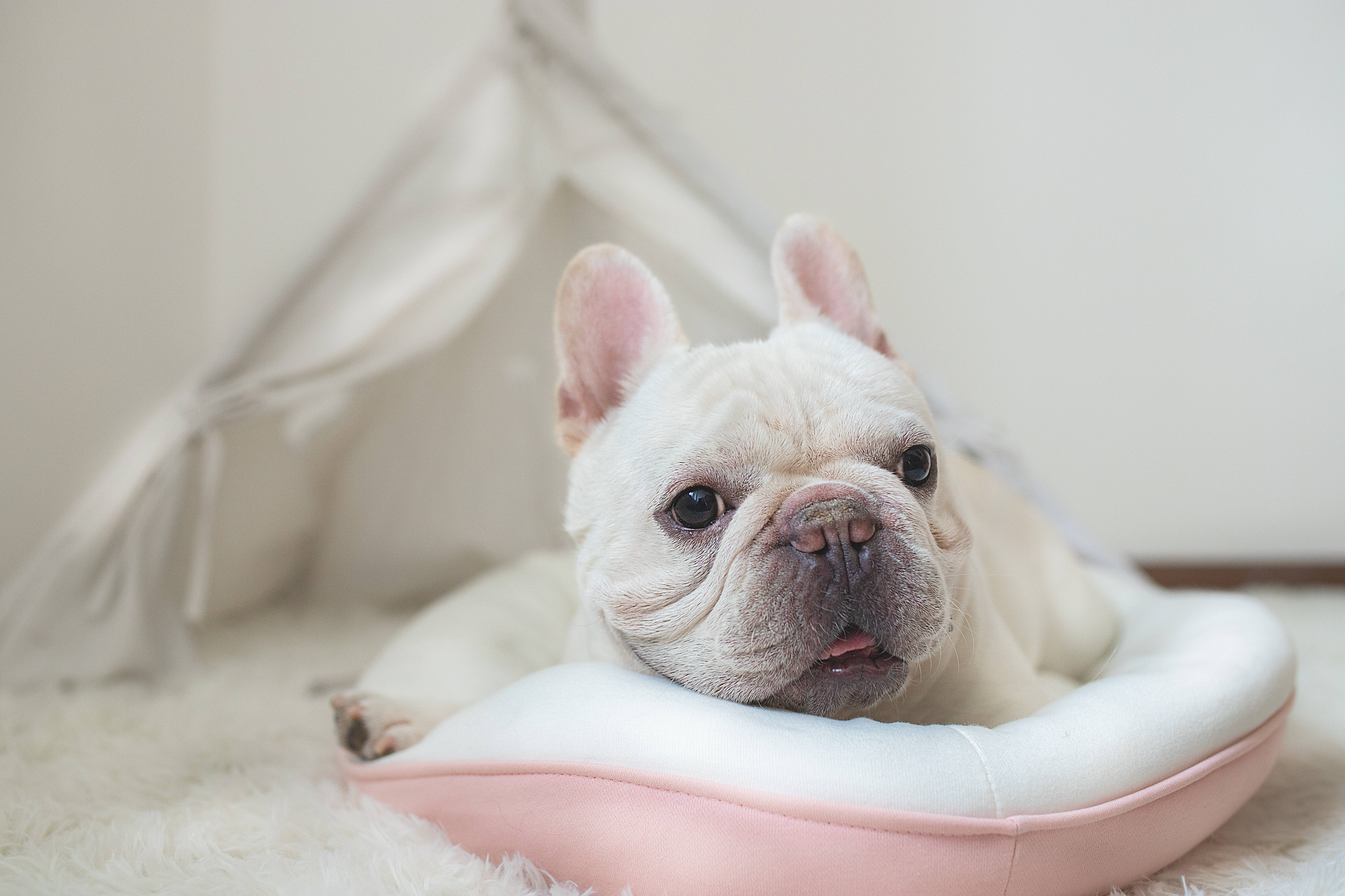 波奇宠物用13年打造值得信赖的专业宠物综合服务平台