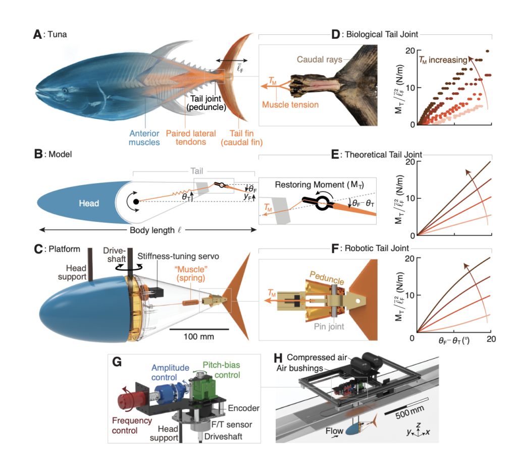 像金枪鱼一样动态调节尾巴弹性：仿生机器人新发现，「机器金枪鱼」登上Science子刊
