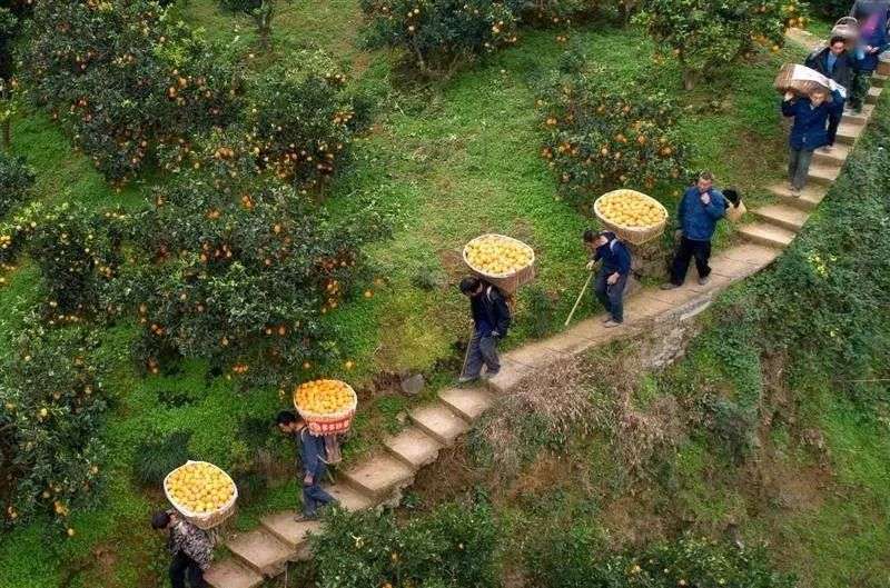 拼多多财报的核心词：盈利不存钱，百亿农研成亮点