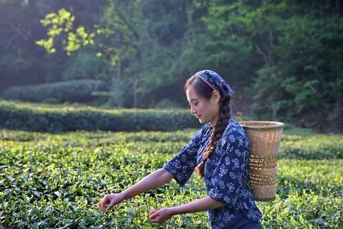 A股难迎茶叶股