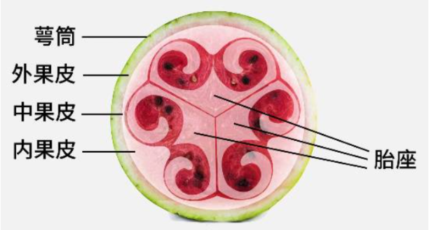 瓜子的结构示意图图片
