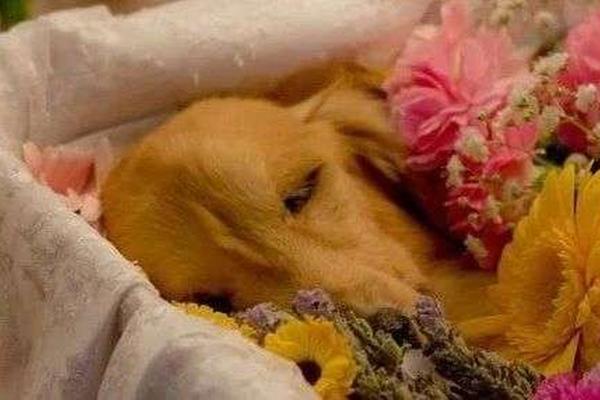 宠物墓地价格逼近京郊房价：猫狗都死不起的背后，还有一摊子不合规