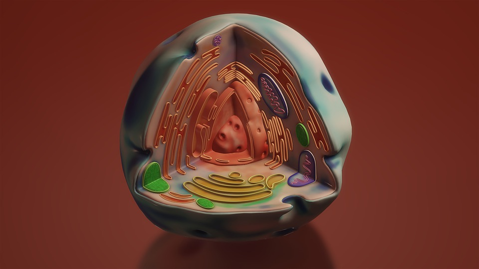 首个实现主动运输功能的"人造细胞"