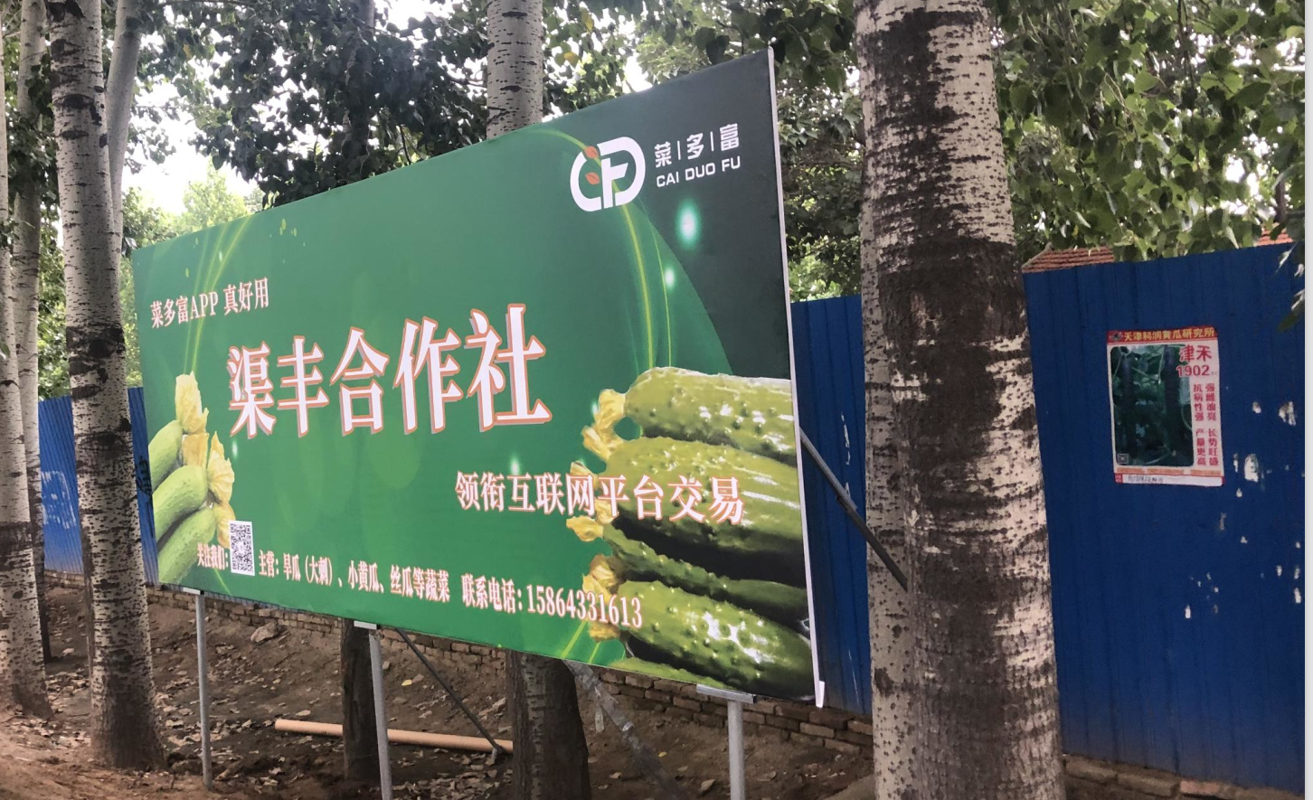 菜多富在寿光落地超50家400完成注册