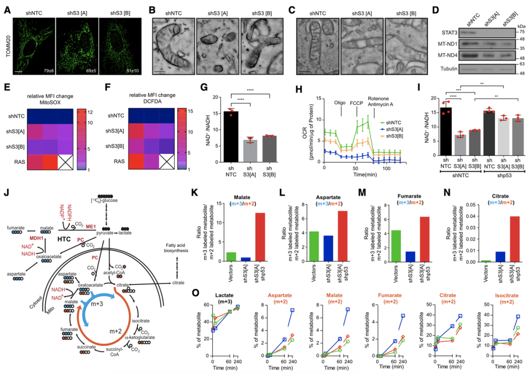癌细胞为啥 老不死 科学家发现一种关键酶 有望开辟抗癌新疗法 笑奇网