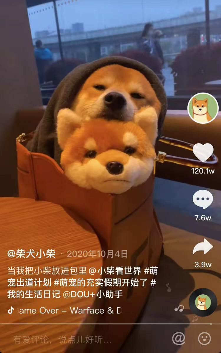 家犬长青长白爱发电图片