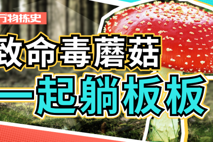 全村吃饭菇,究竟有多毒?