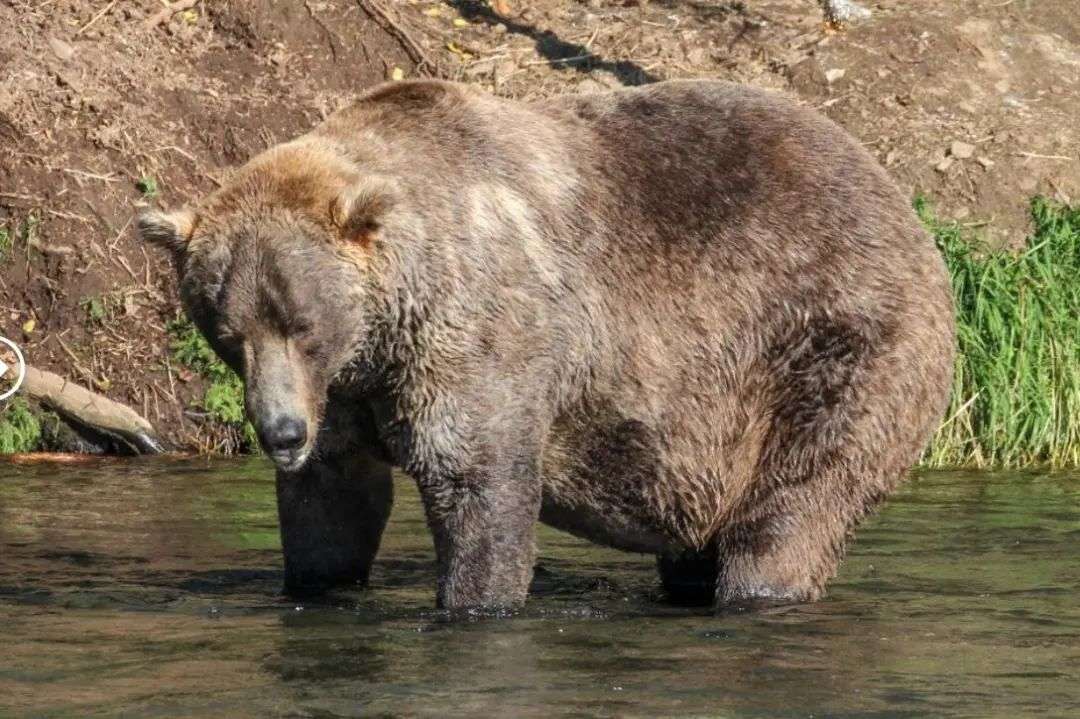 为了成为肥熊冠军我月胖几百斤