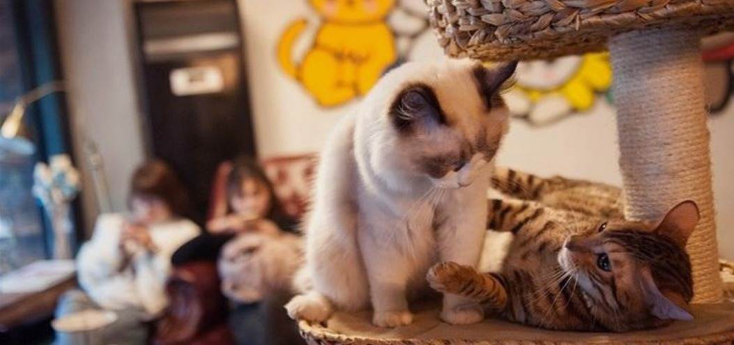 年轻人开猫咖，是一个好选择吗？_详细解读_最新资讯_热点事件_36氪