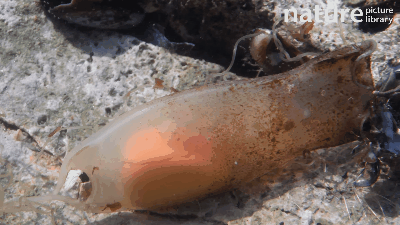 鲨鱼妈妈死了它腹中的卵被人孵出了小鲨鱼