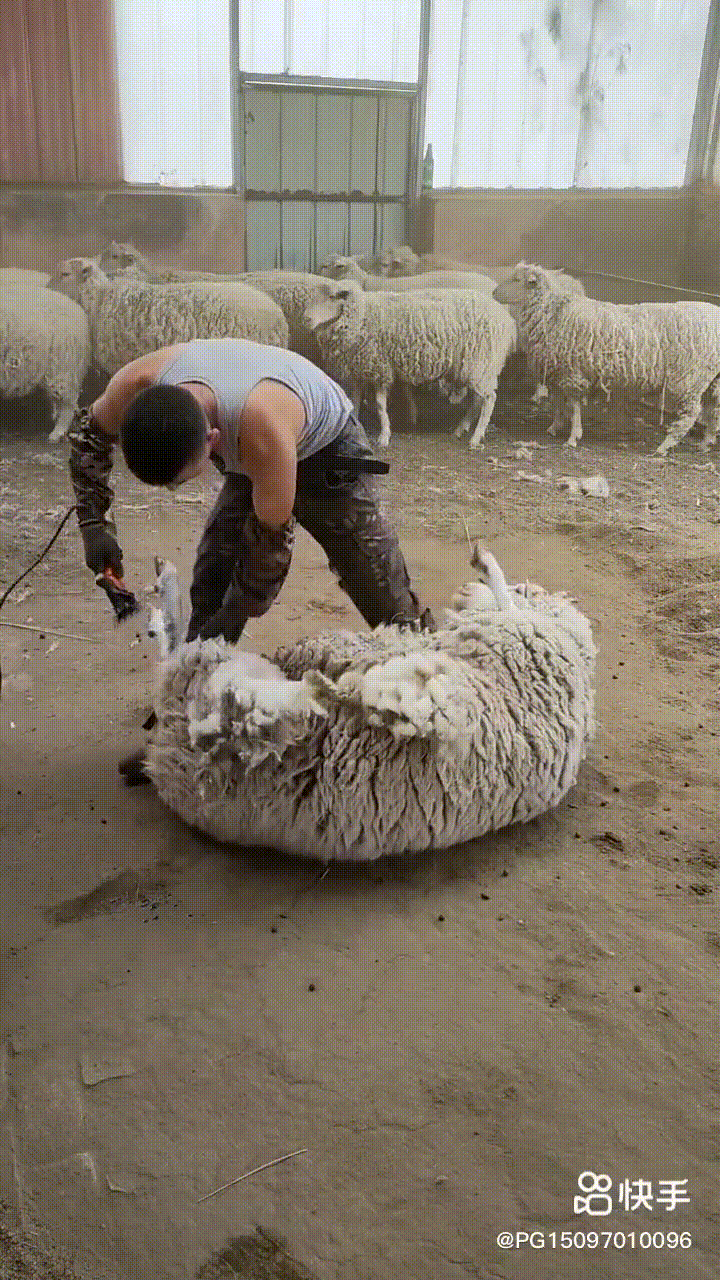 吸粉百万月入3万90后农村小伙成薅羊毛圈第一网红