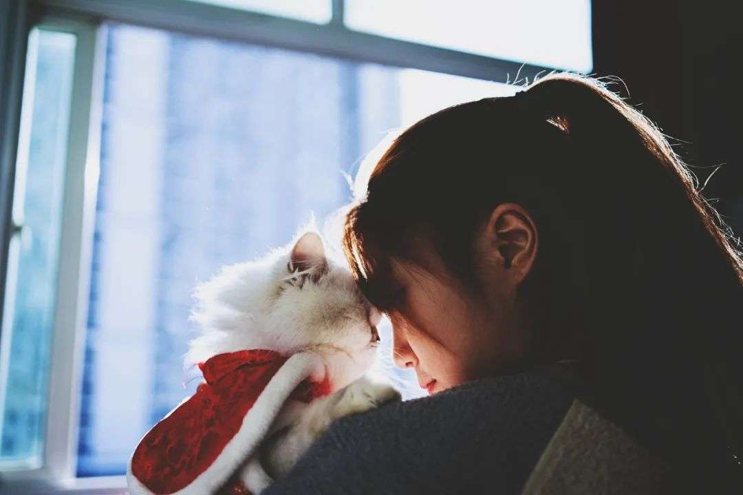 为什么当代职场人都爱养猫？-36氪