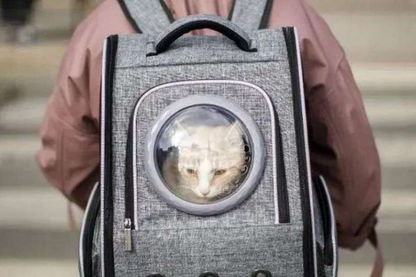 主人被隔离后，一只活下来的宠物猫_详细解读_最新资讯_热点事件_36氪