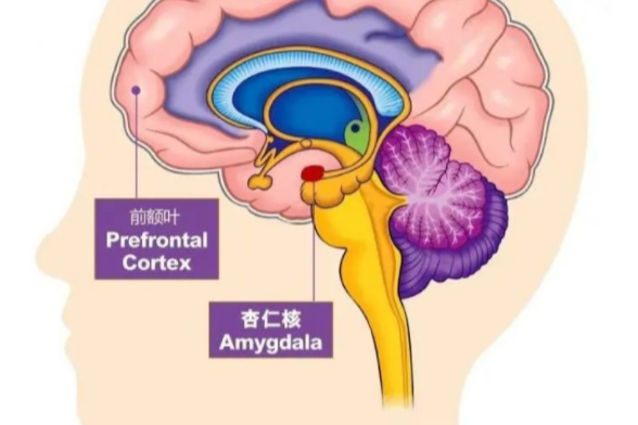 减轻焦虑和抑郁情绪练习正念冥想可以降低大脑杏仁核的活跃度,从而