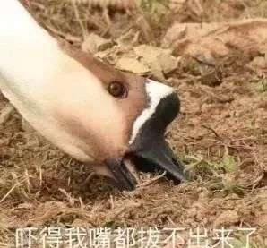 v2_9be1fd58db7c493a80a50e80ed915bfe_img_000
