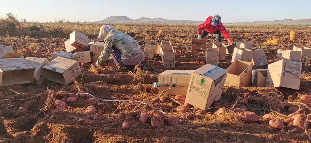 卖掉北京两居,80后女白领返乡卖土豆,年销近千万-36氪