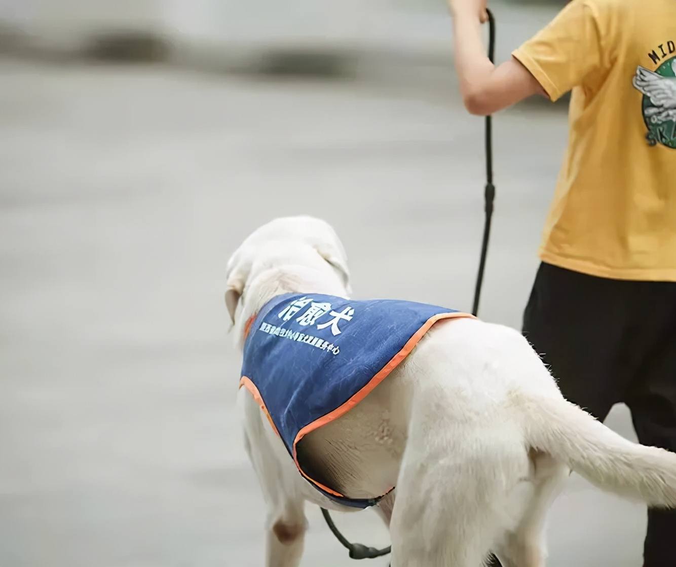 除了訓練犬隻成為導盲犬,西安陽光使者導盲犬發展服務中心還有另一項