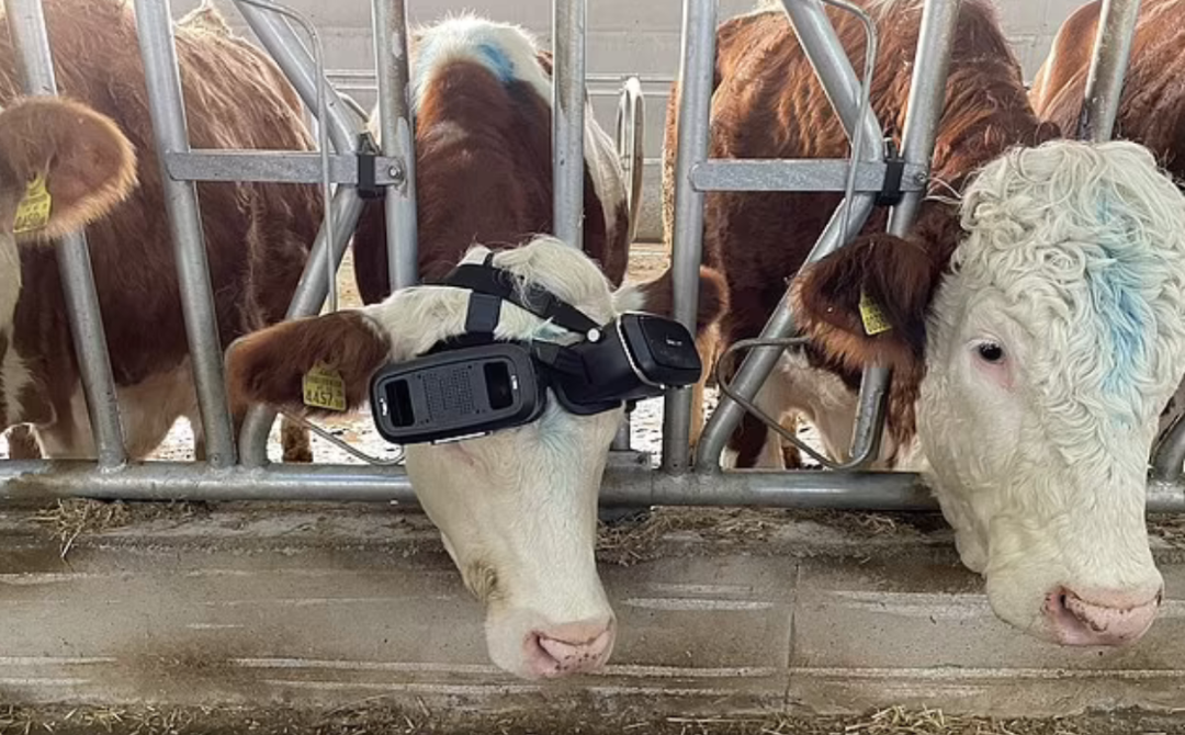 多产5公斤：奶牛体验夏季草原「元宇宙」，戴上VR眼镜快乐产奶