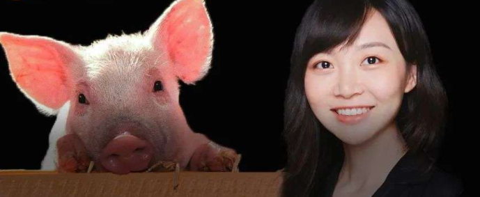 猪心移植人体背后竟有个川妹子36岁哈佛女学霸敲除猪
